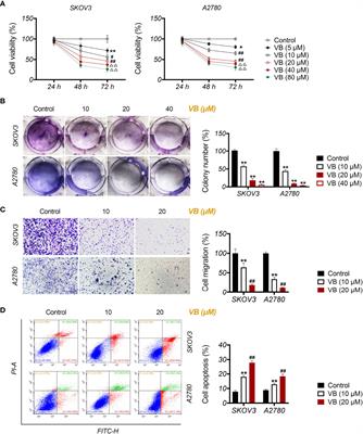 The Anti-Tumor Efficacy of Verbascoside on Ovarian Cancer via Facilitating CCN1-AKT/NF-κB Pathway-Mediated M1 Macrophage Polarization